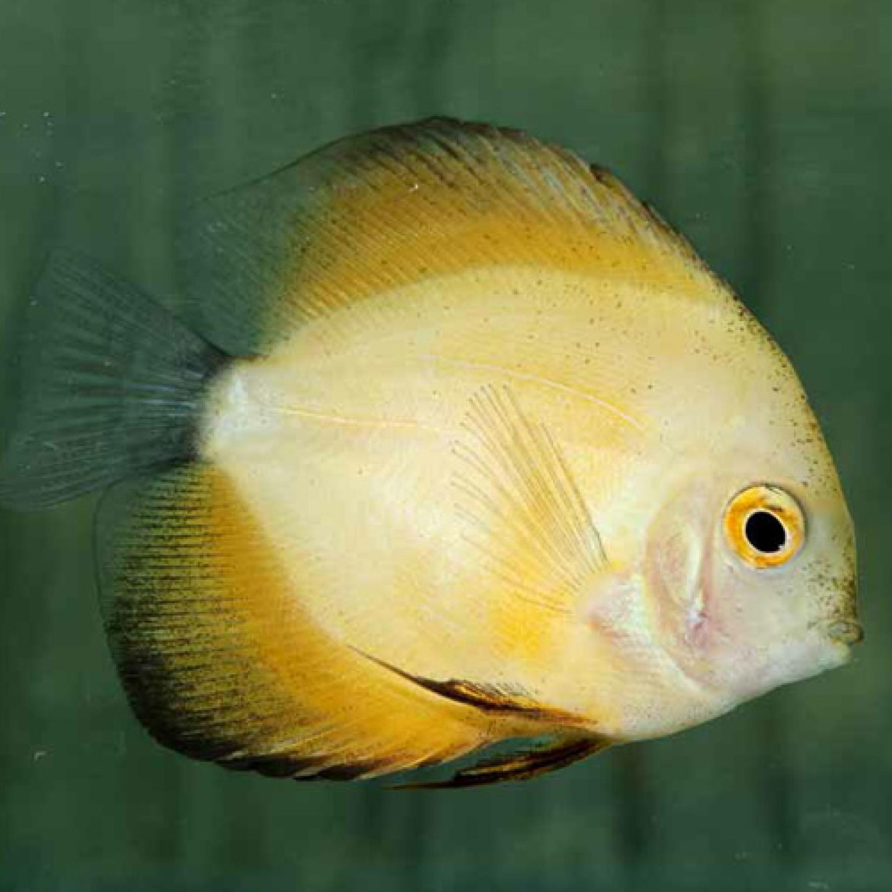 マルボロイエローディスカス（Ｌ）