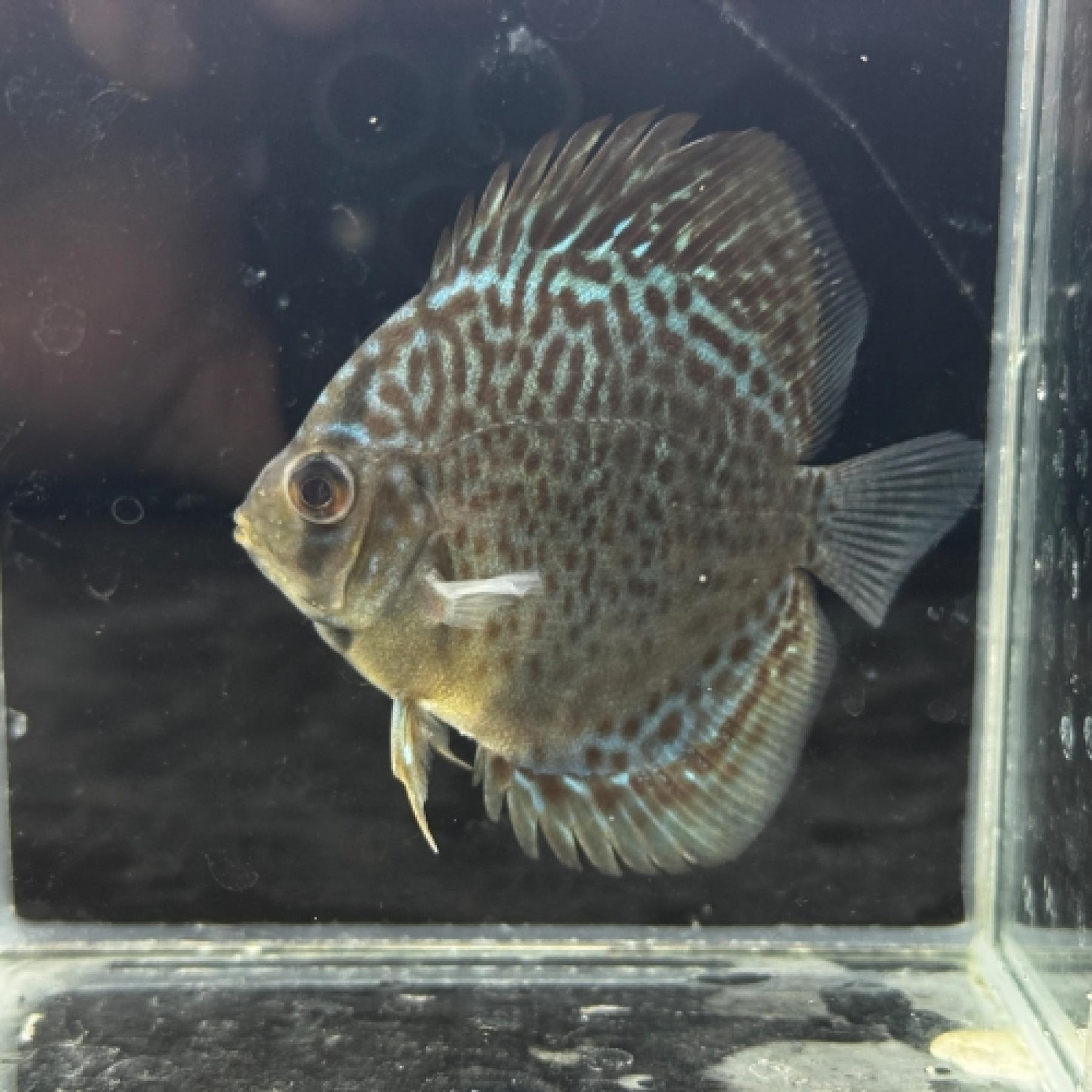 レッドスポットディスカス(M)