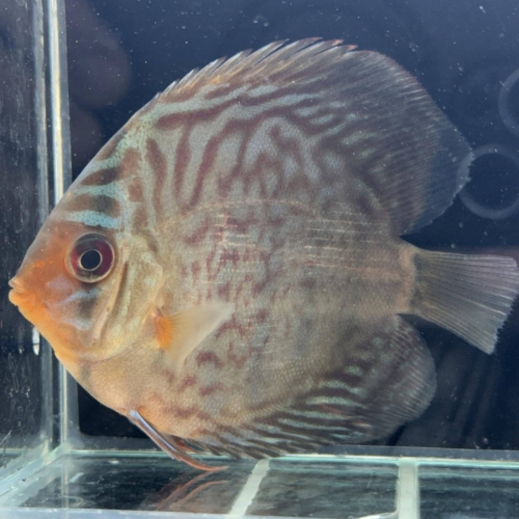 ブルータイガーディスカス（Ｍ）