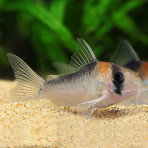 Ｃｏ，アドルフォイ（ブリード）