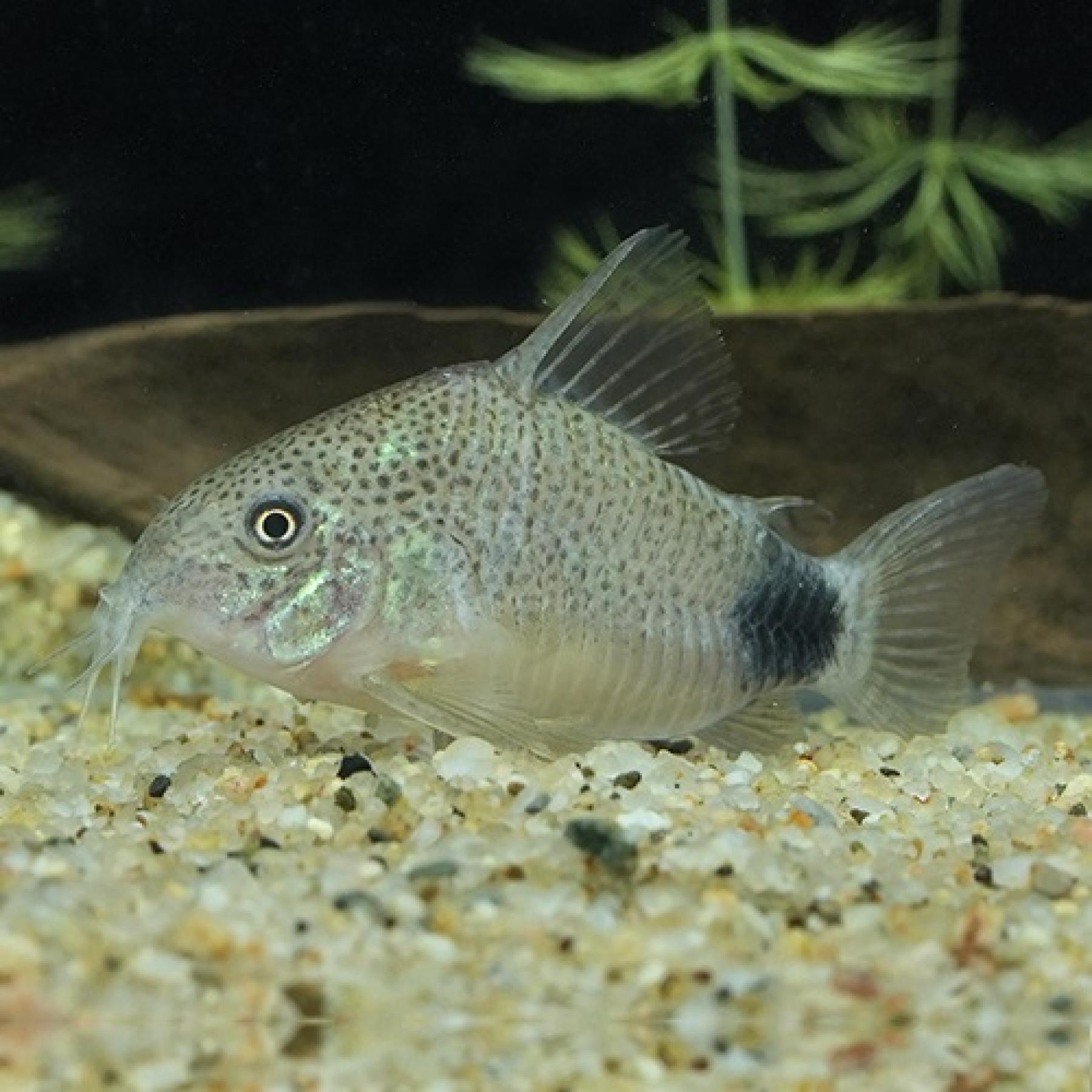 Ｃｏ，カウディマキュラータ（ブリード）