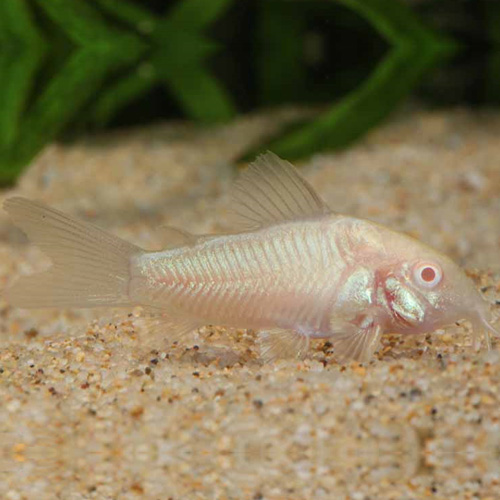 Ｃｏ，アルビノアエネウス