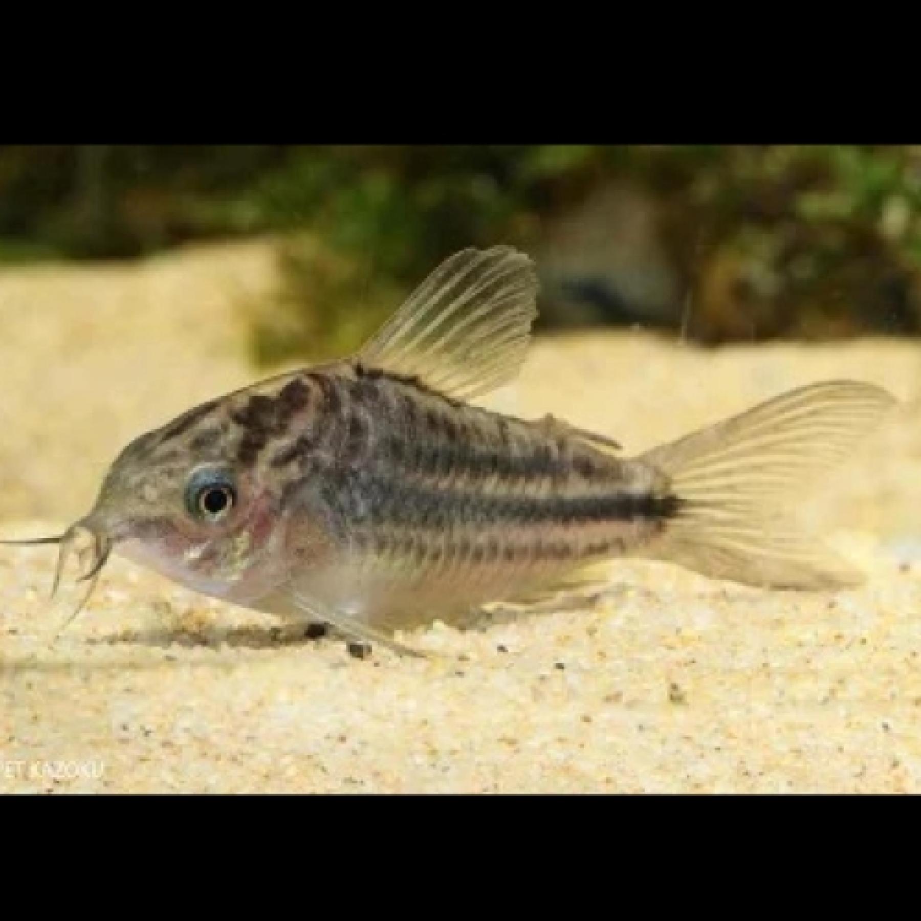 Ｃｏナポエンシス（ＥＵブリード)