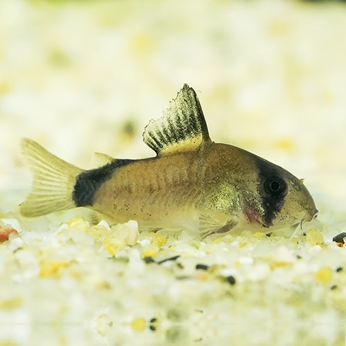 Ｃｏメタエ（ブリード）