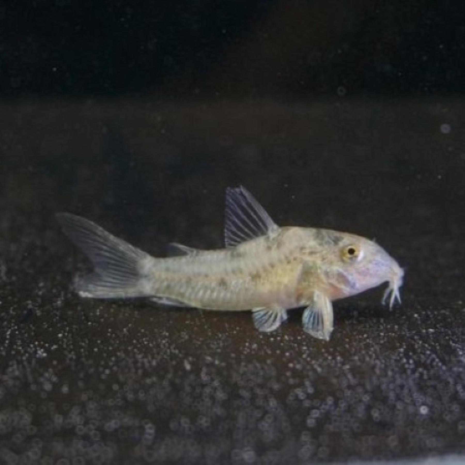 Ｃｏ，ｓｐ．アチニンガ