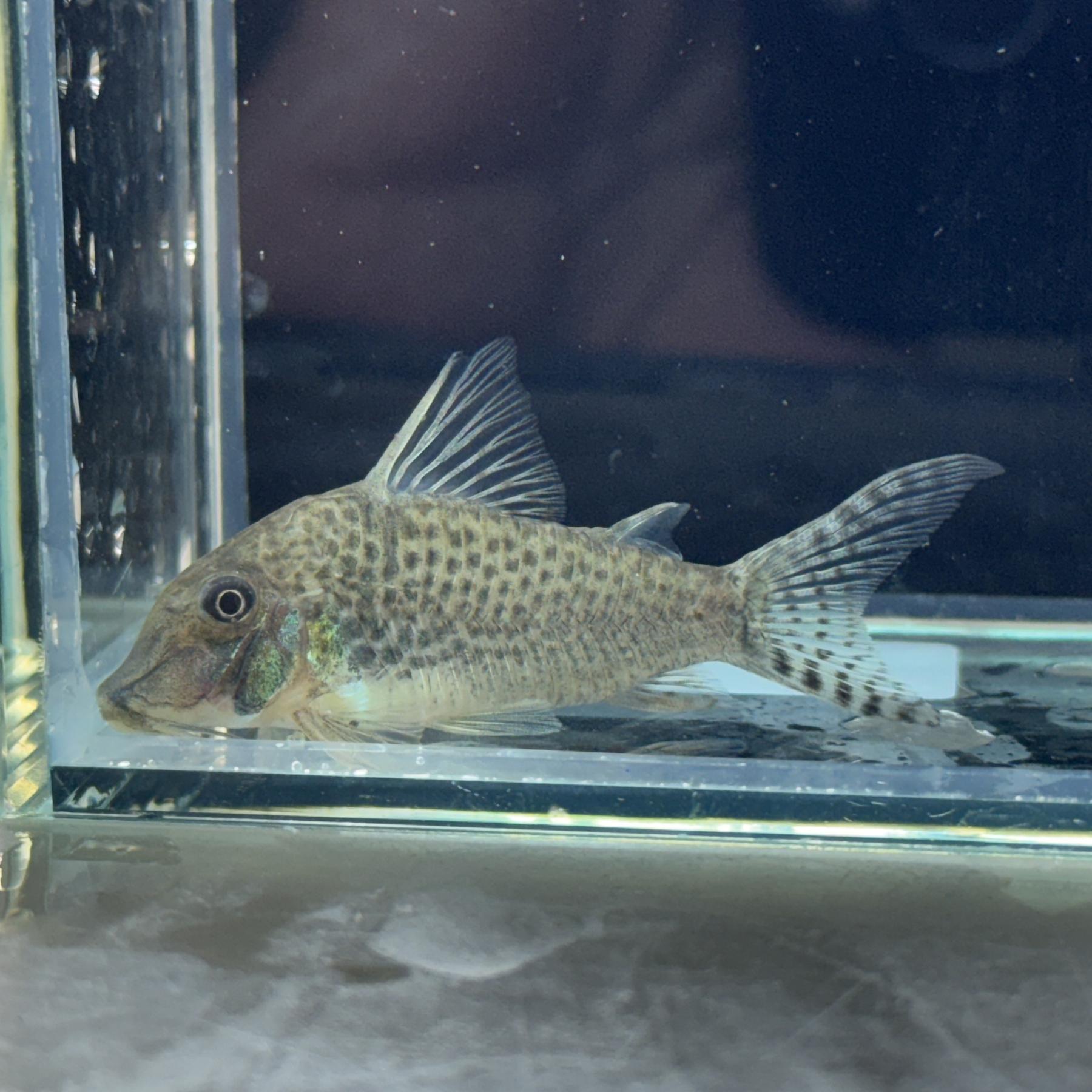 Ｃｏロングノーズトカンチーニョ