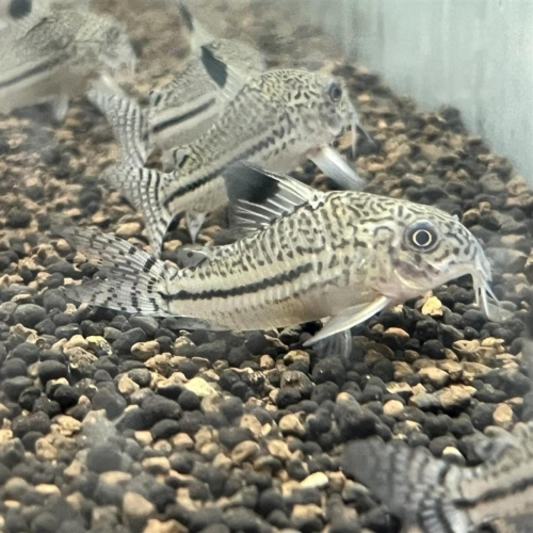 Ｃｏロンドニアジュリー