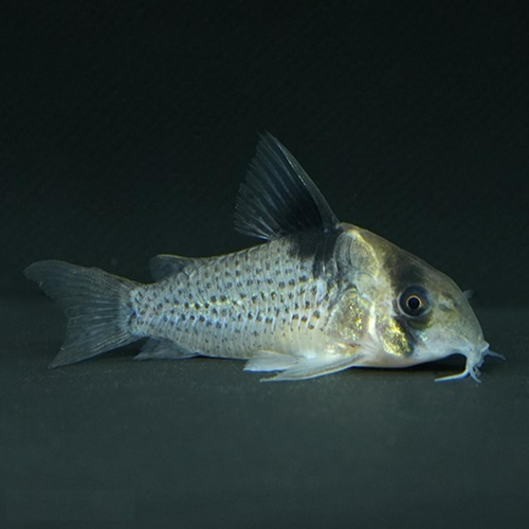 Ｃｏ，エフィピフェール（アマパ）