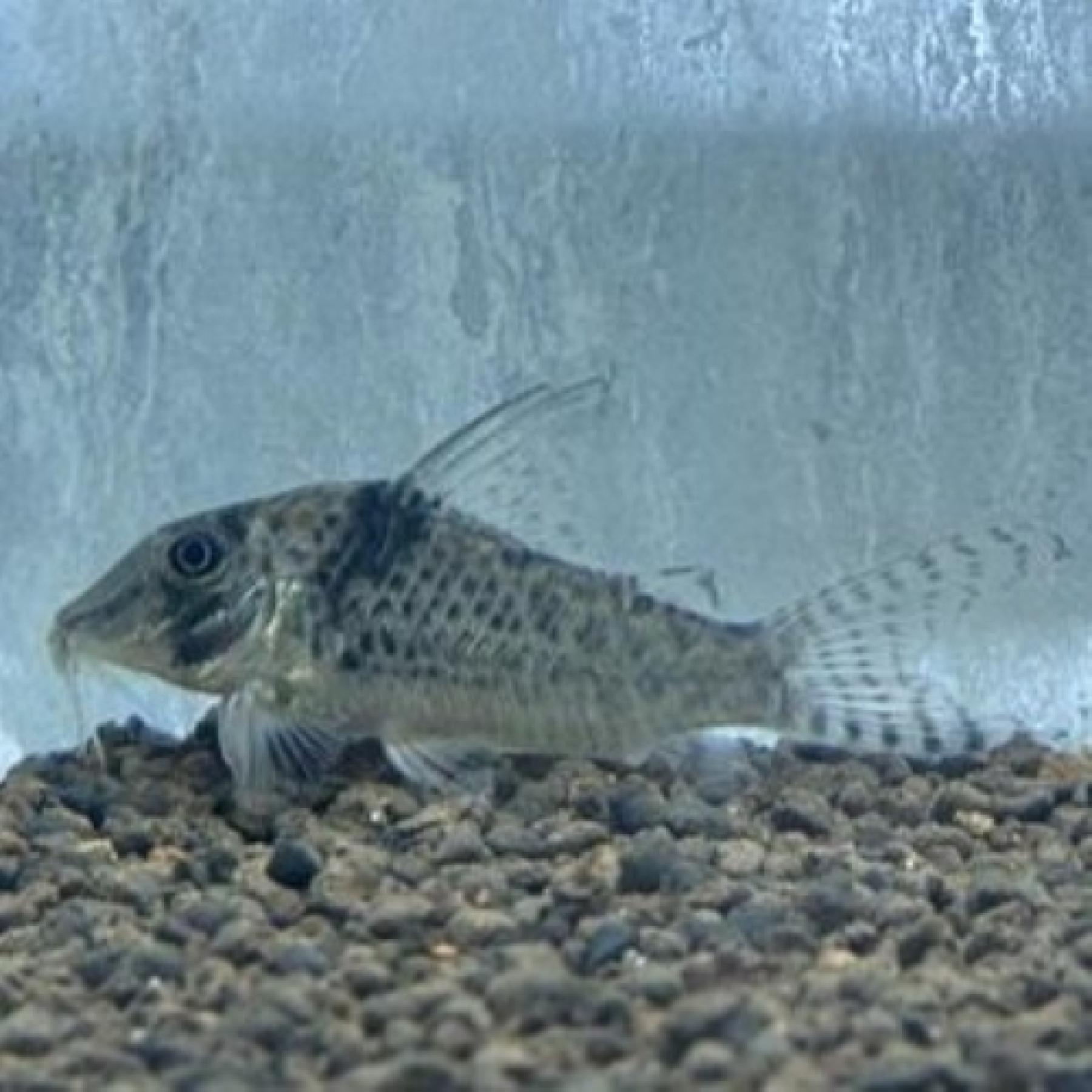 Ｃｏ，ｓｐ．オリシミナ（トロンベタス）