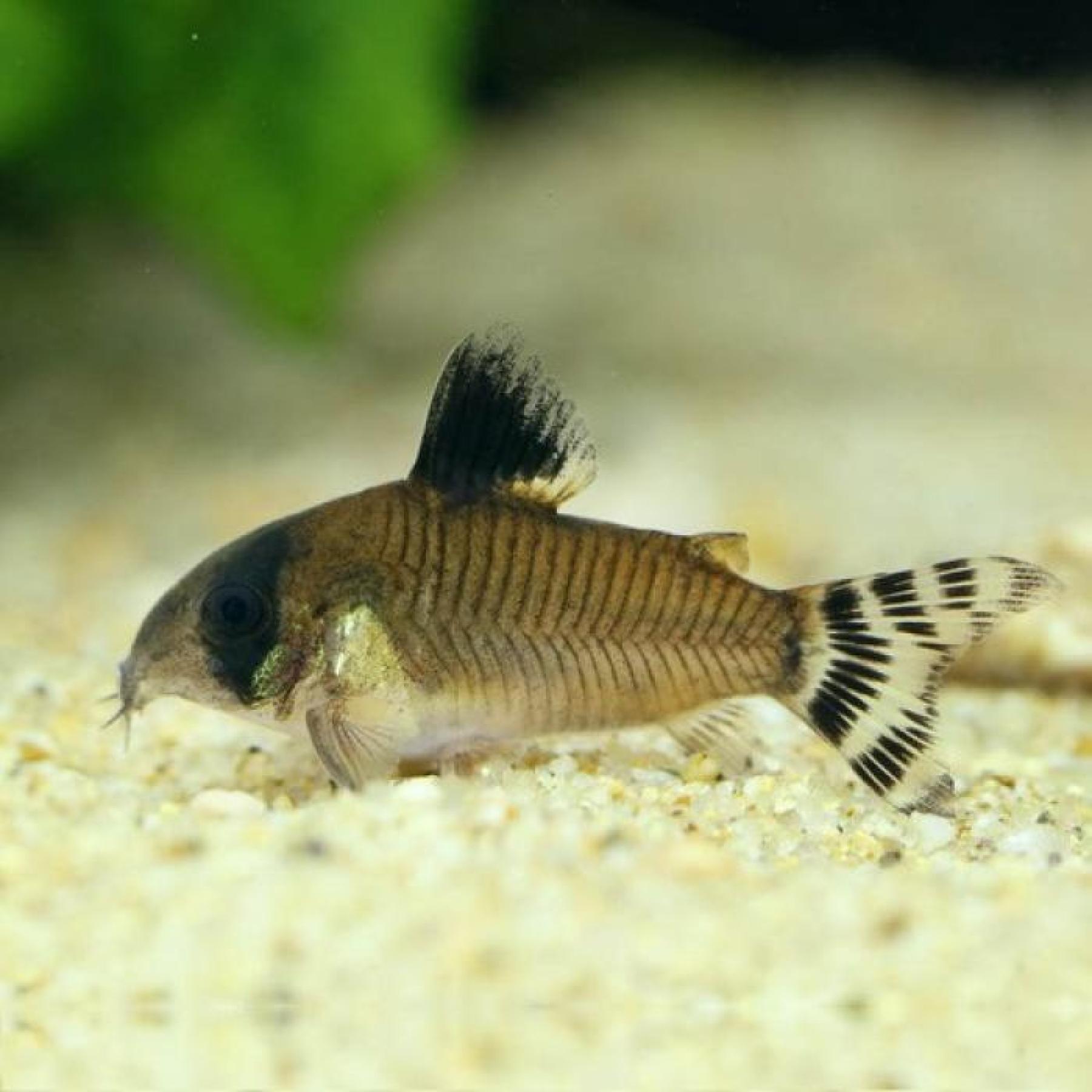 Ｃｏ，オイヤポッキエンシス（ブリード）（Ｌ）