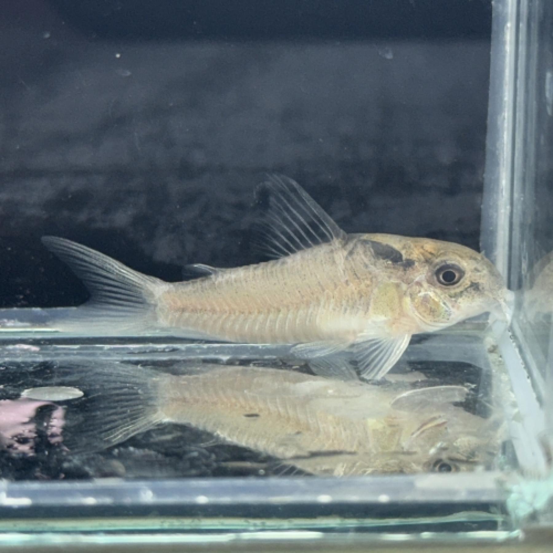 Ｃｏ，ヴィクトリア　リアル（ローライマ）