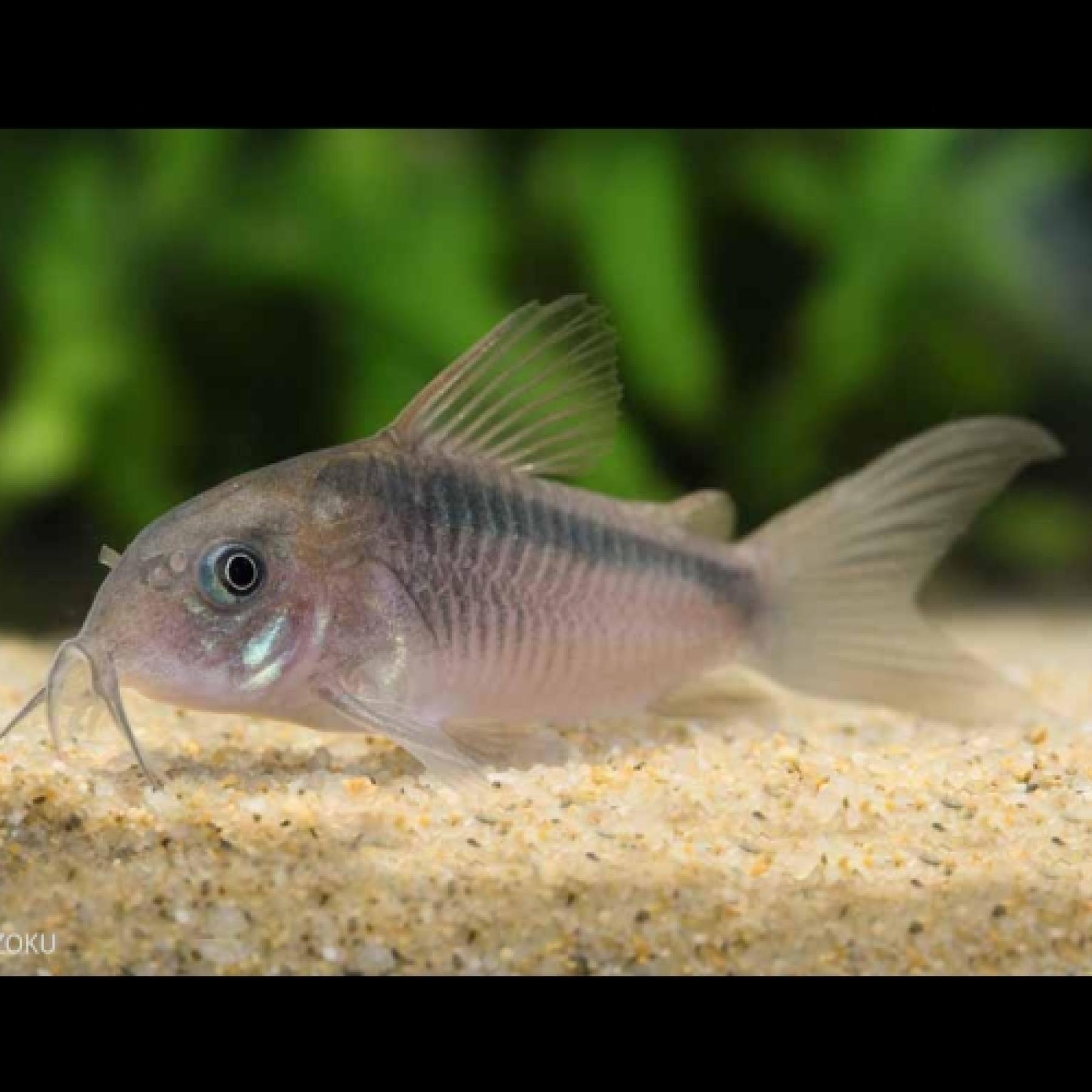 Ｃｏ，ラバウティ（ペルー）