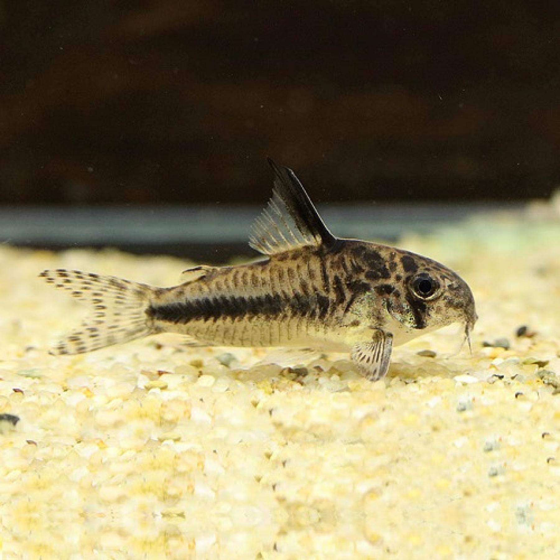 Ｃｏ，シパリウィニ（ワイルド）（中国便）