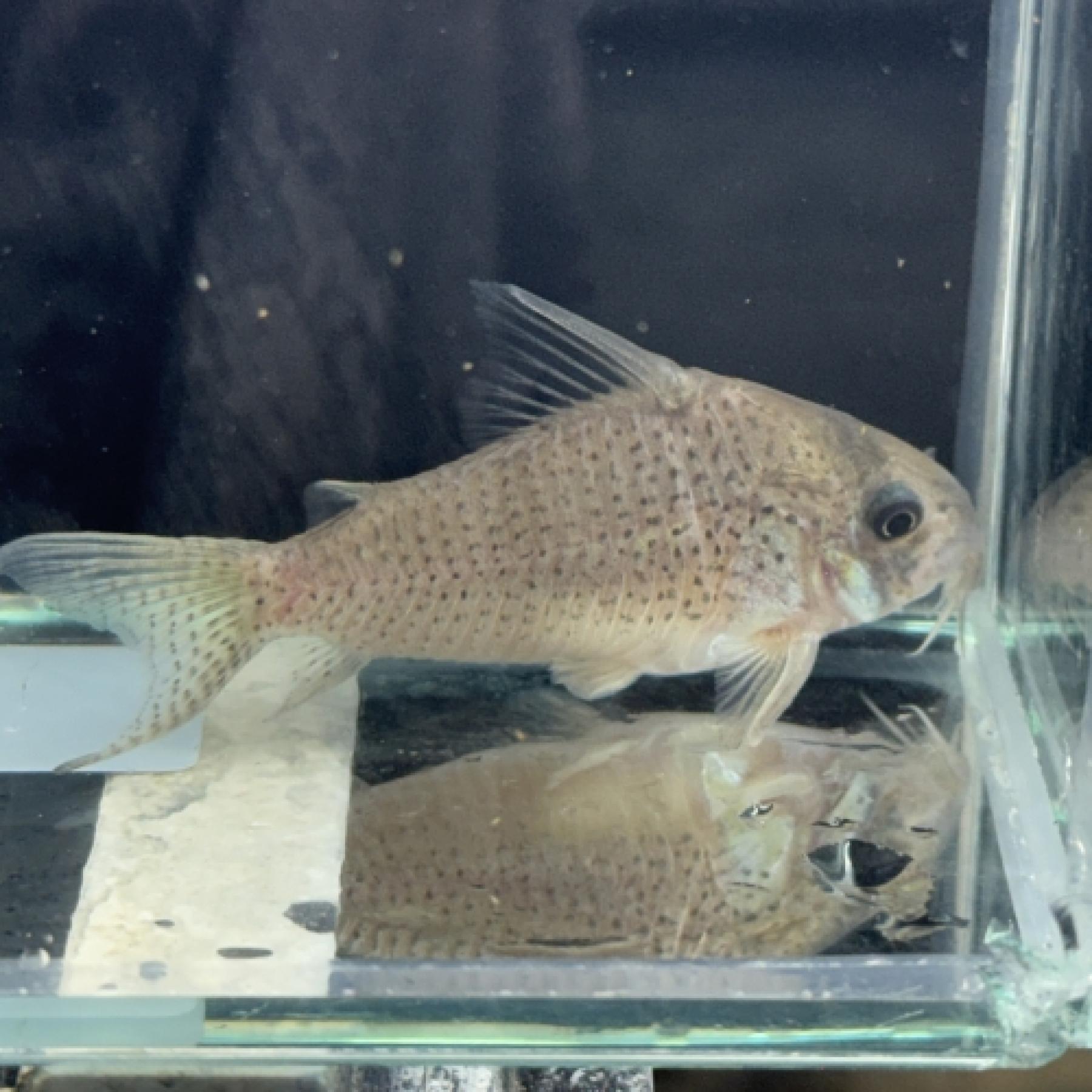 Ｃｏ，ニューヨッシャー（Ｃａｃｈｉｎｂｏ）（中国便）