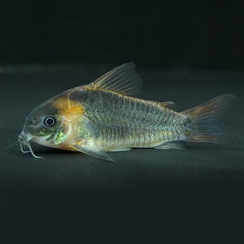 Ｃｏ，スーパーエクエス（アノリ）