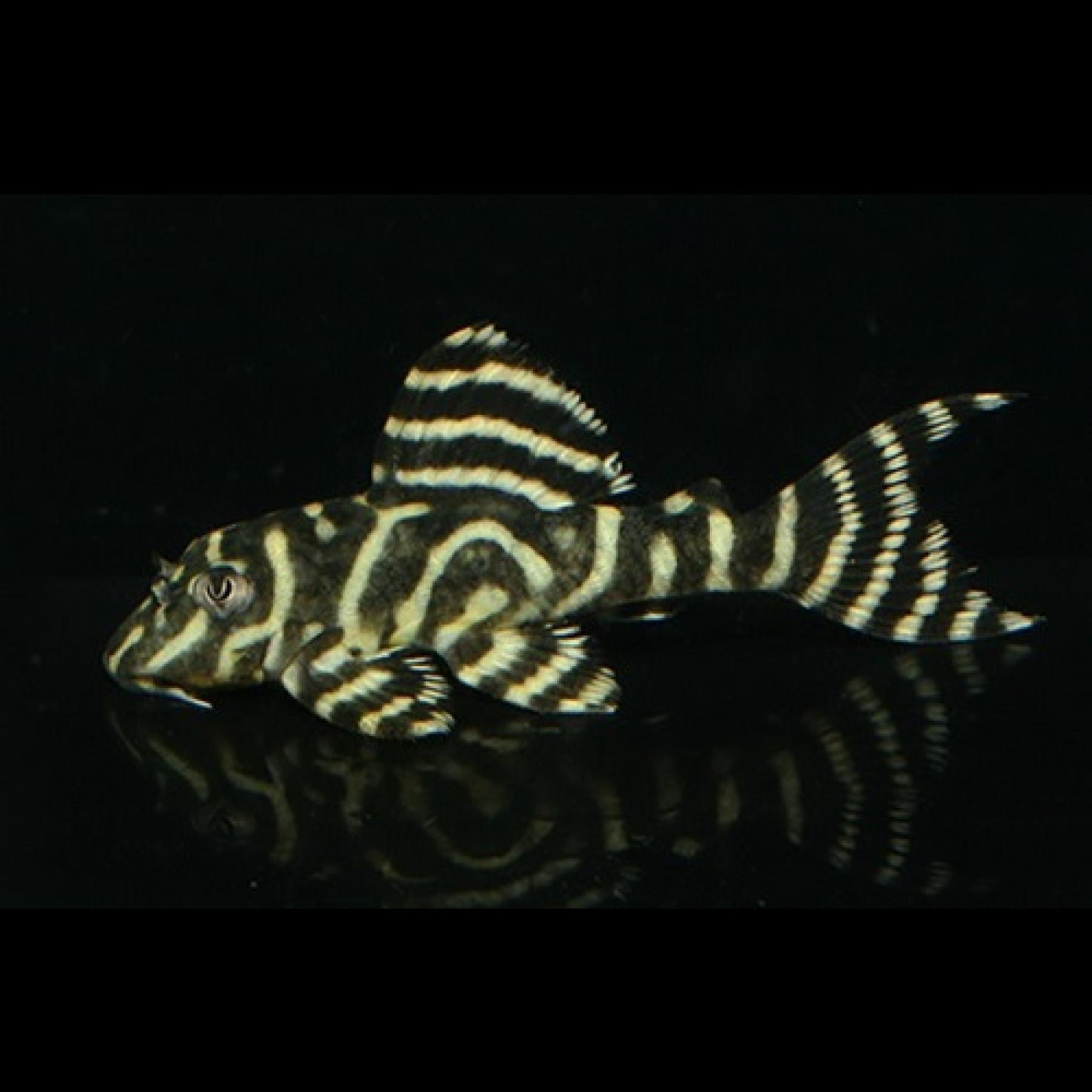 ゴールデンキングロイヤルペコルティア（中国ブリード）（Ｍ）