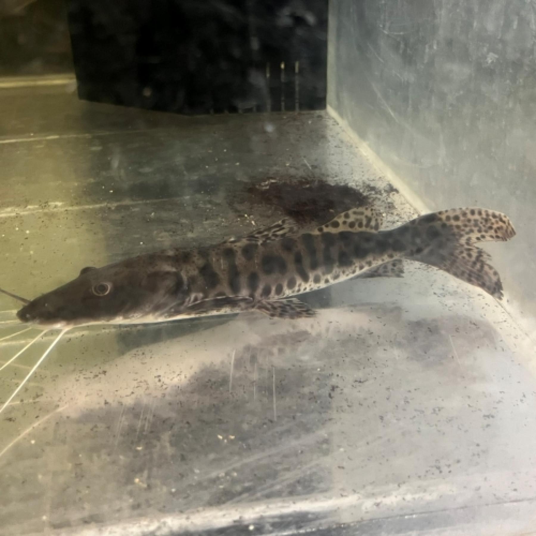 ハイブリッドキャット（ブラジル現地ブリード）（中国便）