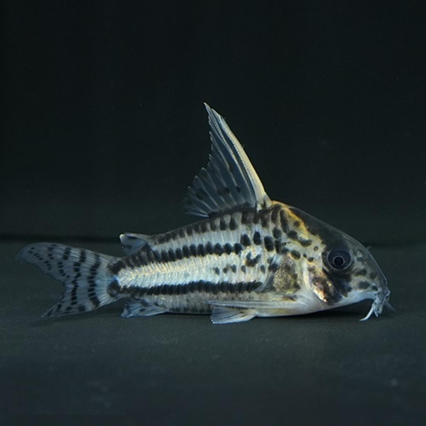 Ｃｏ，スーパーシュワルツィ（ラブレア）