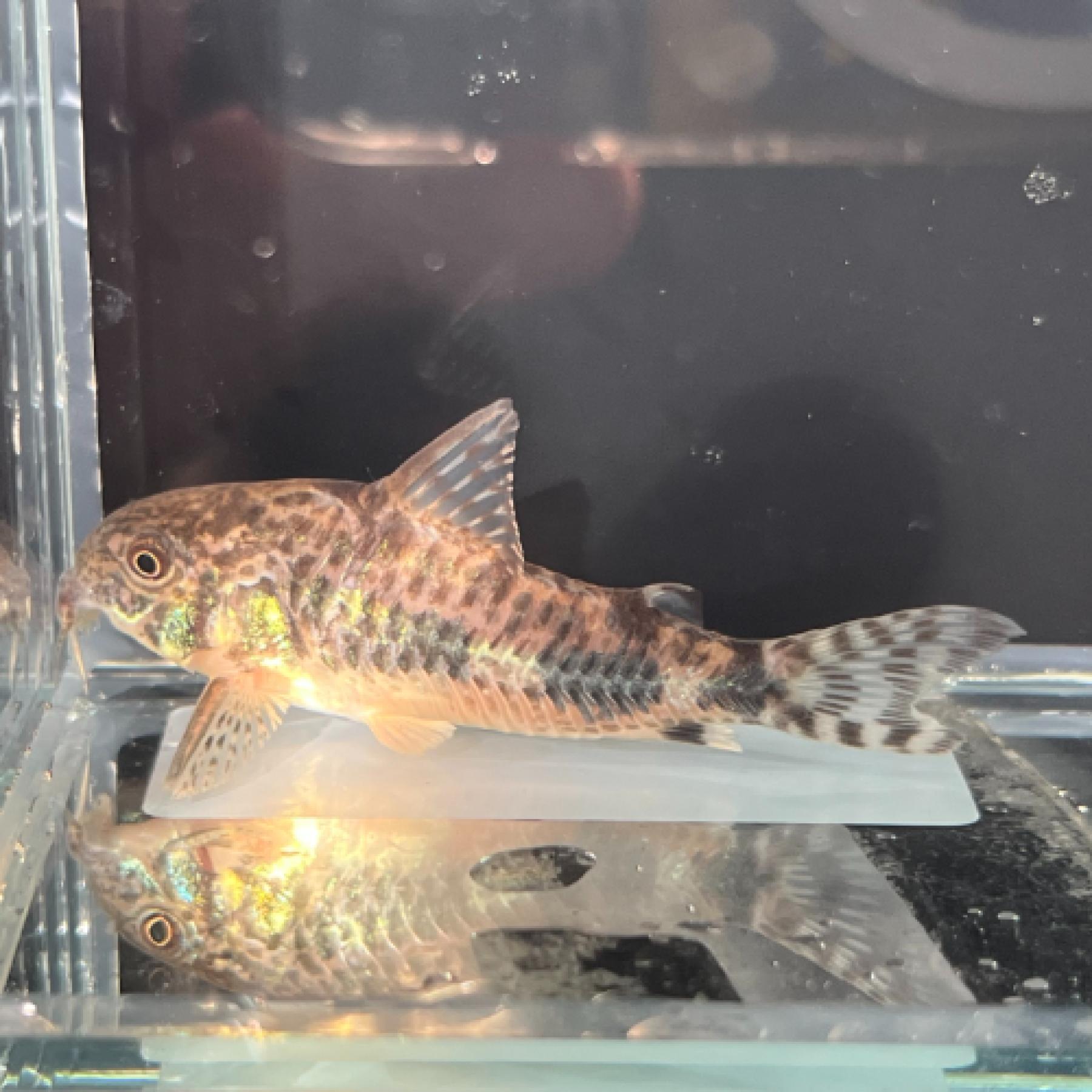 Ｃｏ，パレアタス（ワイルド）（中国）