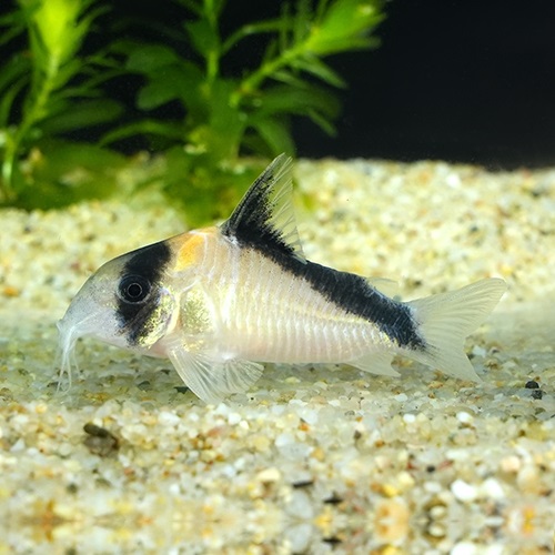 Ｃｏ，デビッドサンジー（サンタイザベル）