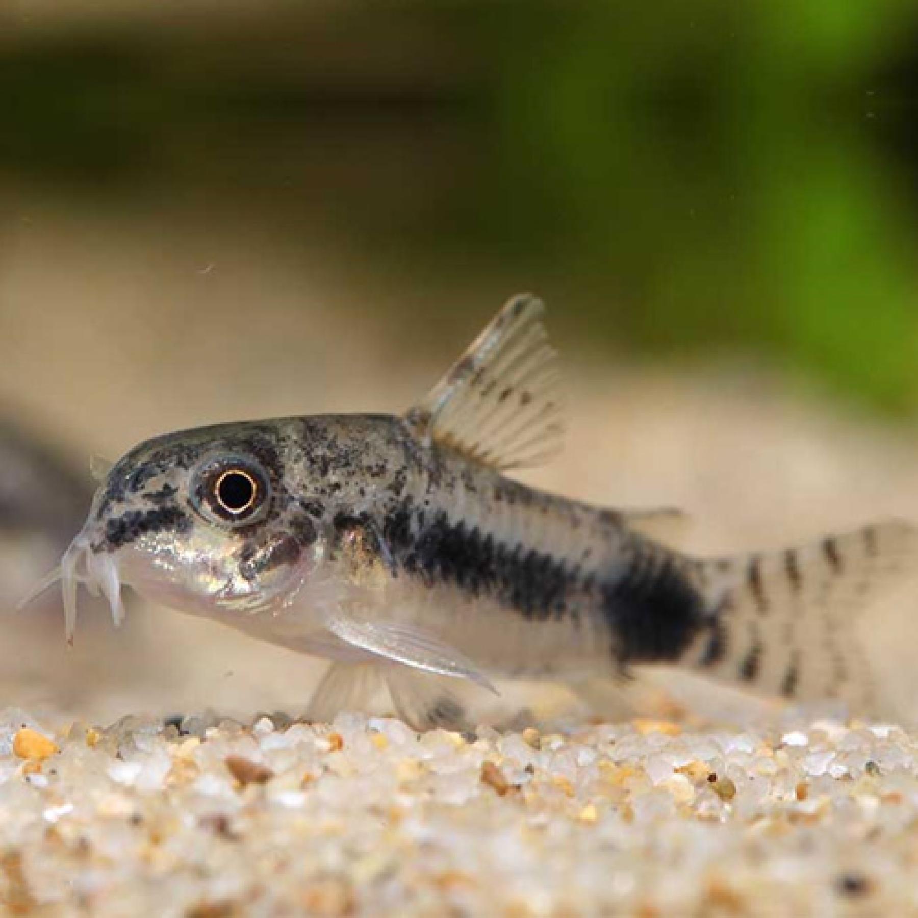 Ｃｏ，ハブロサス（コロンビア）