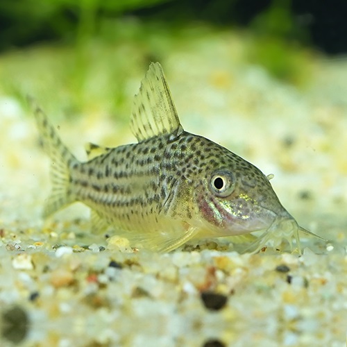 Ｃｏ，ハラルドシュルツィ（グァポレ）