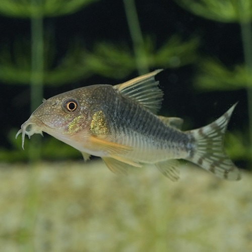 Ｃｏ，ゴッセイ（ラーゴ　ダスグラサス）