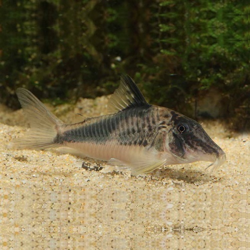 Ｃｏ，フォーレリー（ペルー）