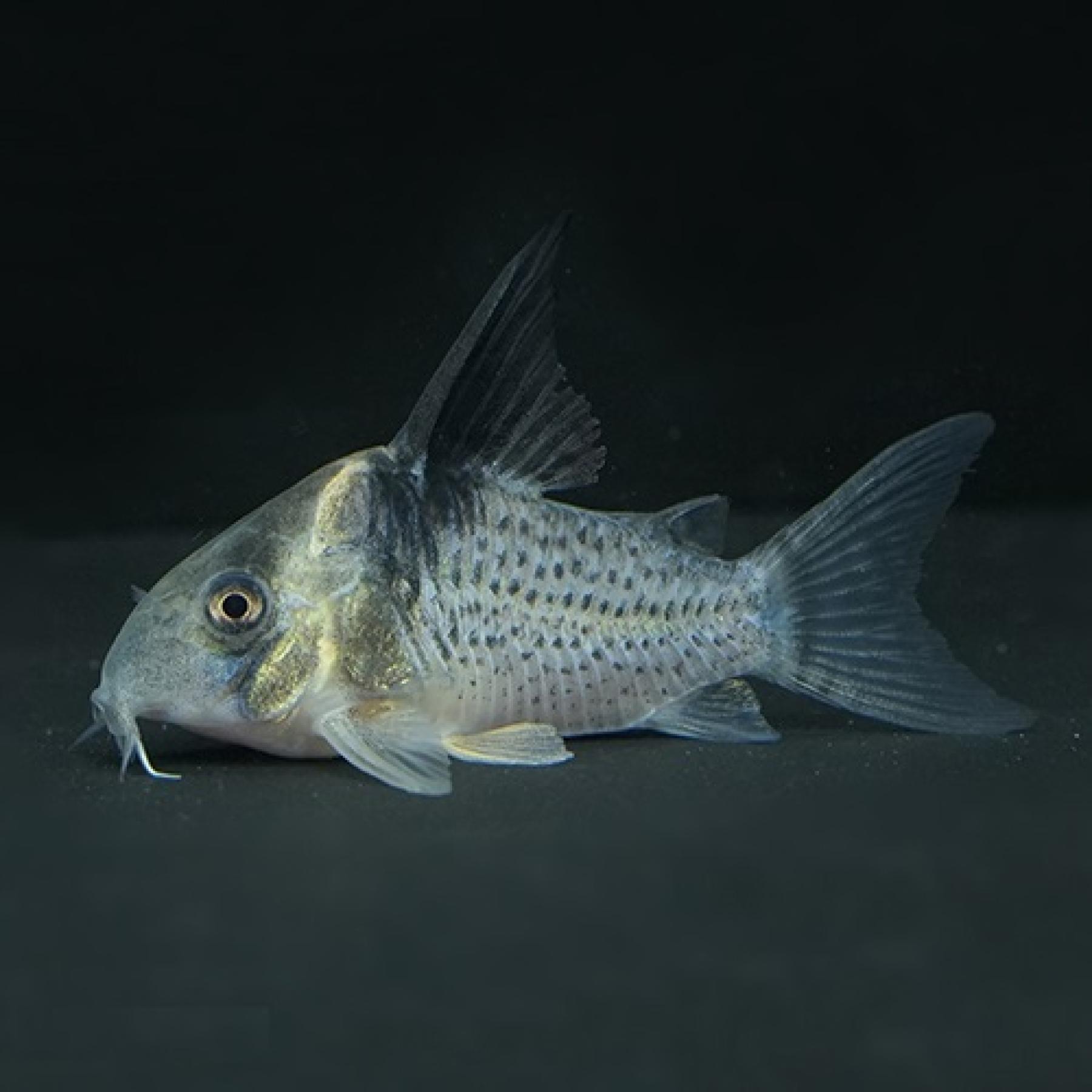 Ｃｏ，ブレビロストリス（コロンビア）