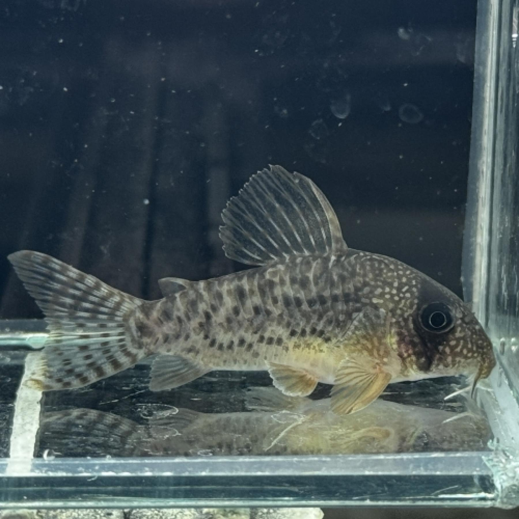 Ｃｏ，アンチェスター　タイプⅡ（ブリード）（ＣＷ１５５）