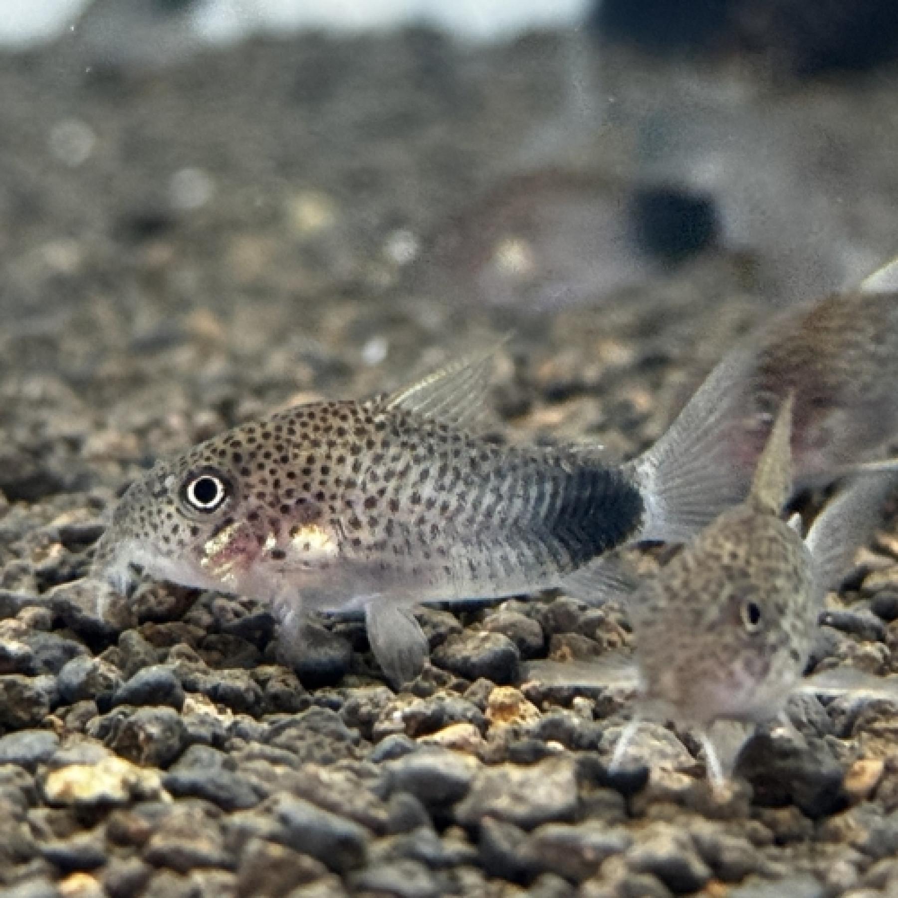 Ｃｏ，シミリスⅡ（ブリード）