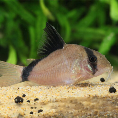 Ｃｏ，メタエ（コロンビア）