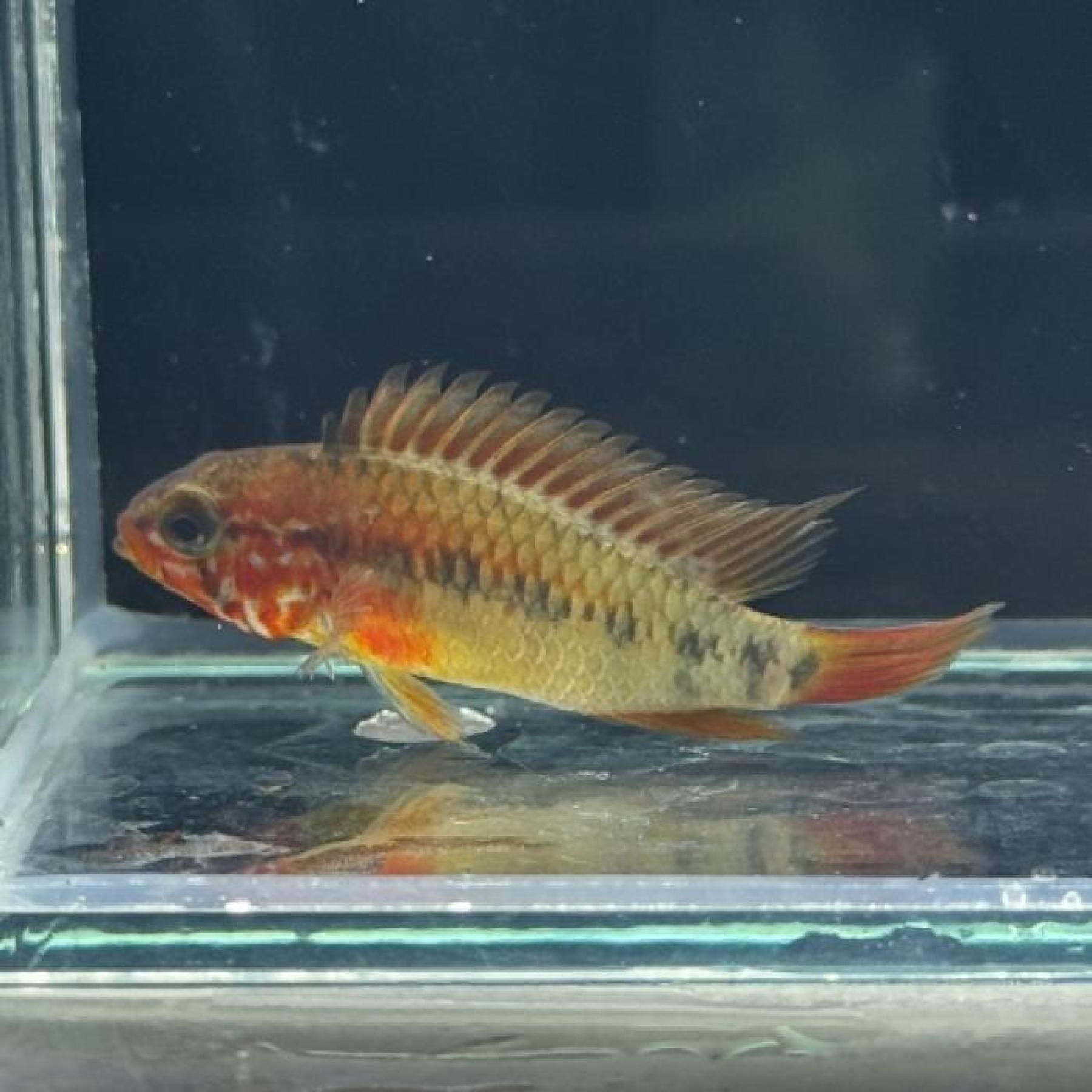 Ａｐ マクマステリー・エクストリームレッド（ＥＵブリード）(ペア)