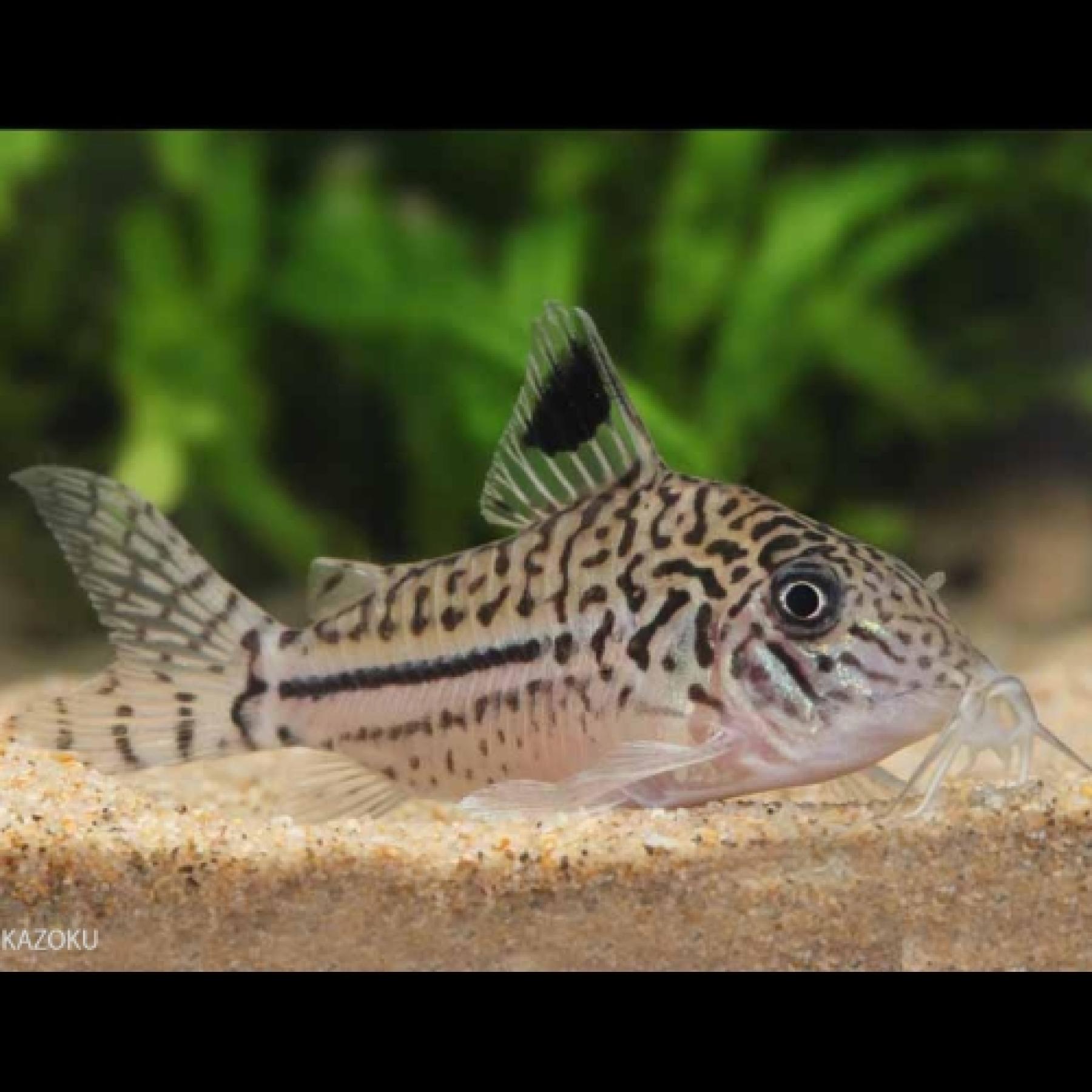 Ｃｏ，レオパルダス（ペルー）