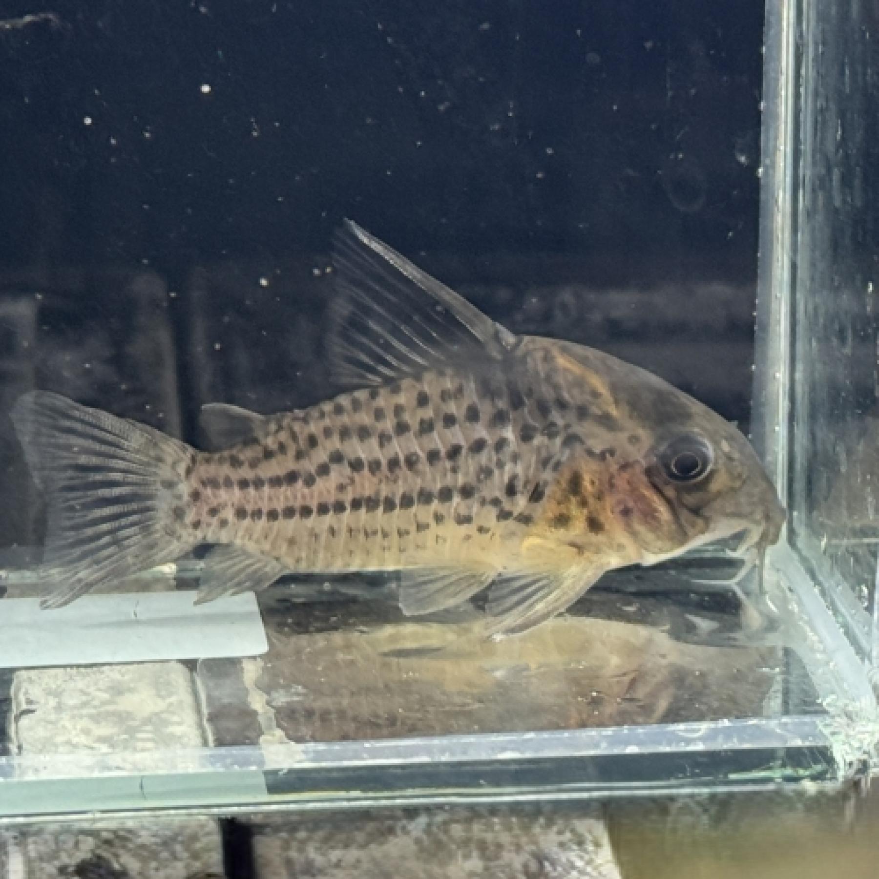 Ｃｏ，スリーラインパラレウス（タパジョス）