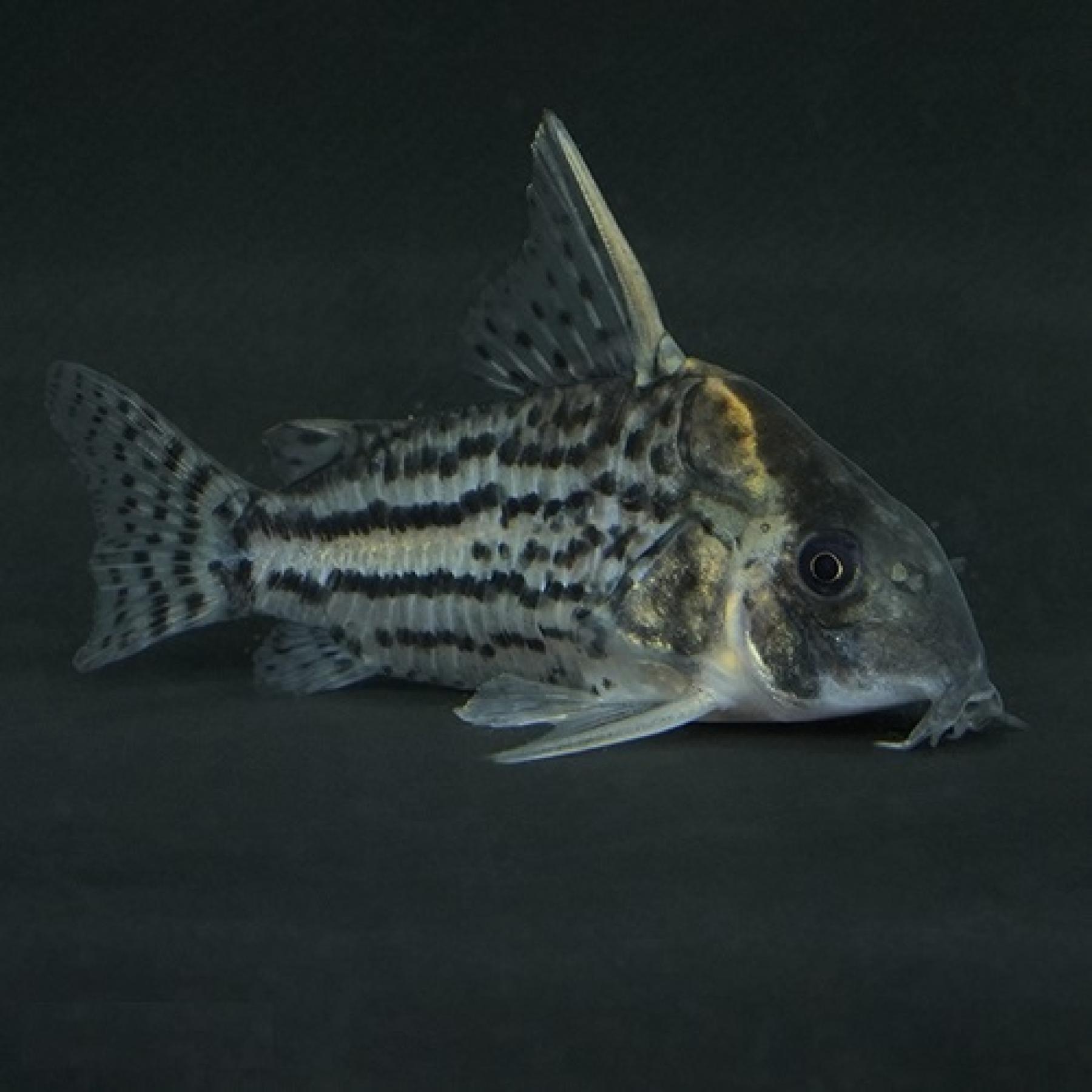 Ｃｏ，ウルトラシュワルツィ