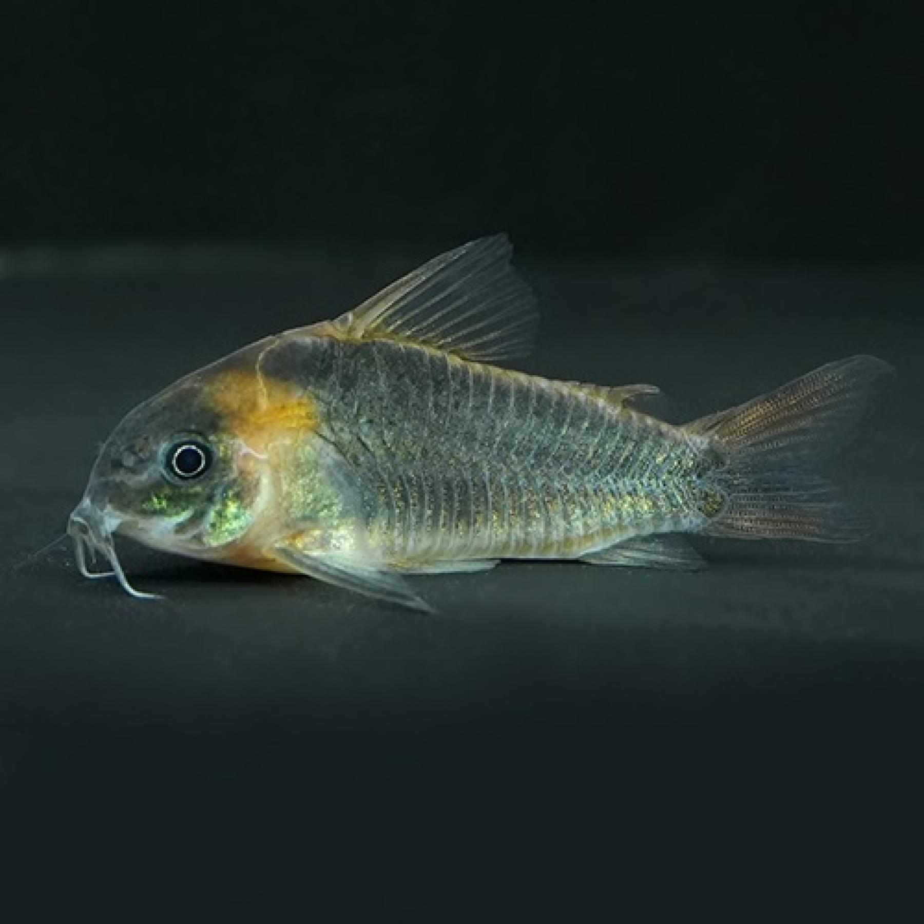 Ｃｏ，スーパーエクエス（ブリード）