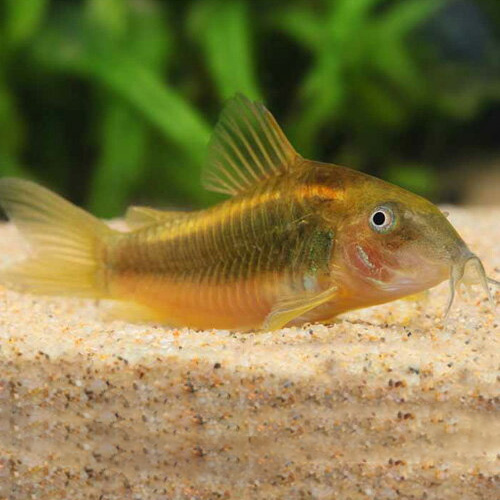 Ｃｏ，イルミネータス・ゴールド（ブリード）