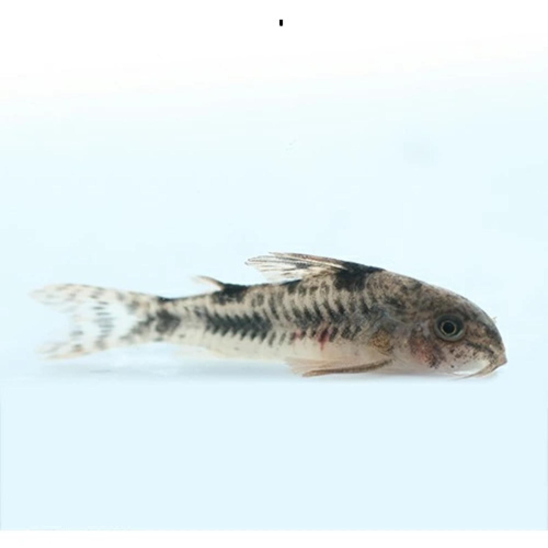 Ｃｏ，カルラエ（ブリード）