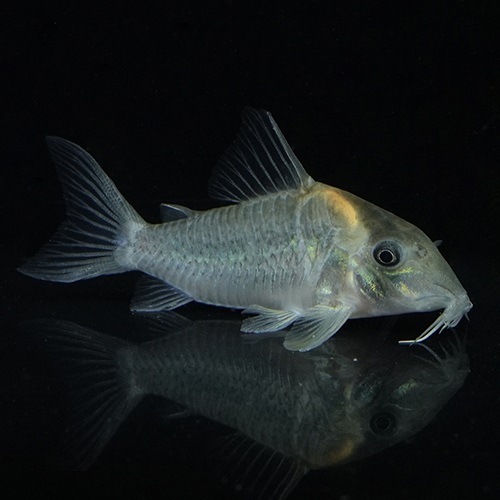 Ｃｏ，セミロングノーズルイーザ（タパジョス）