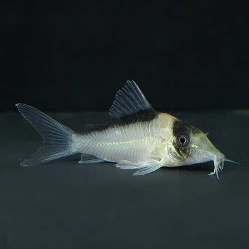 Ｃｏ，イミテーター(サンガブリエル）