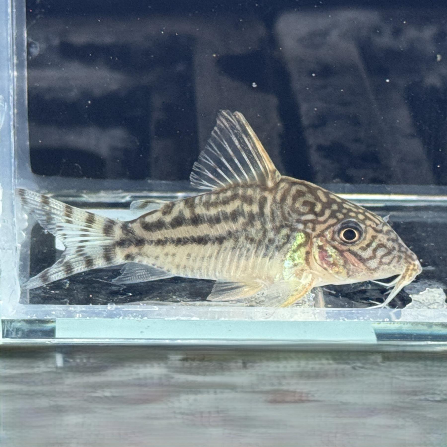 Ｃｏ，ピンヘイロイ（ロンドニア）