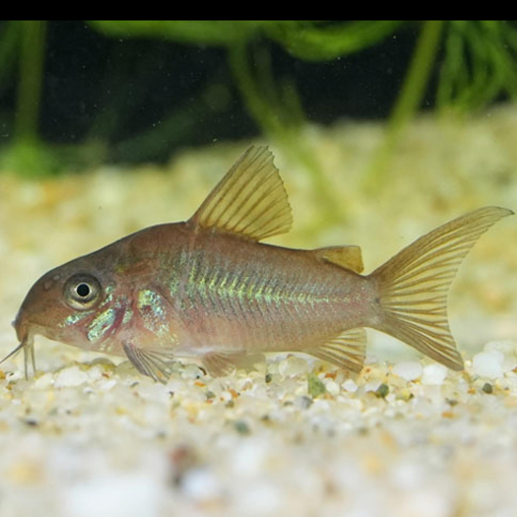 Ｃｏ，パンタナルエンシス（ブリード）