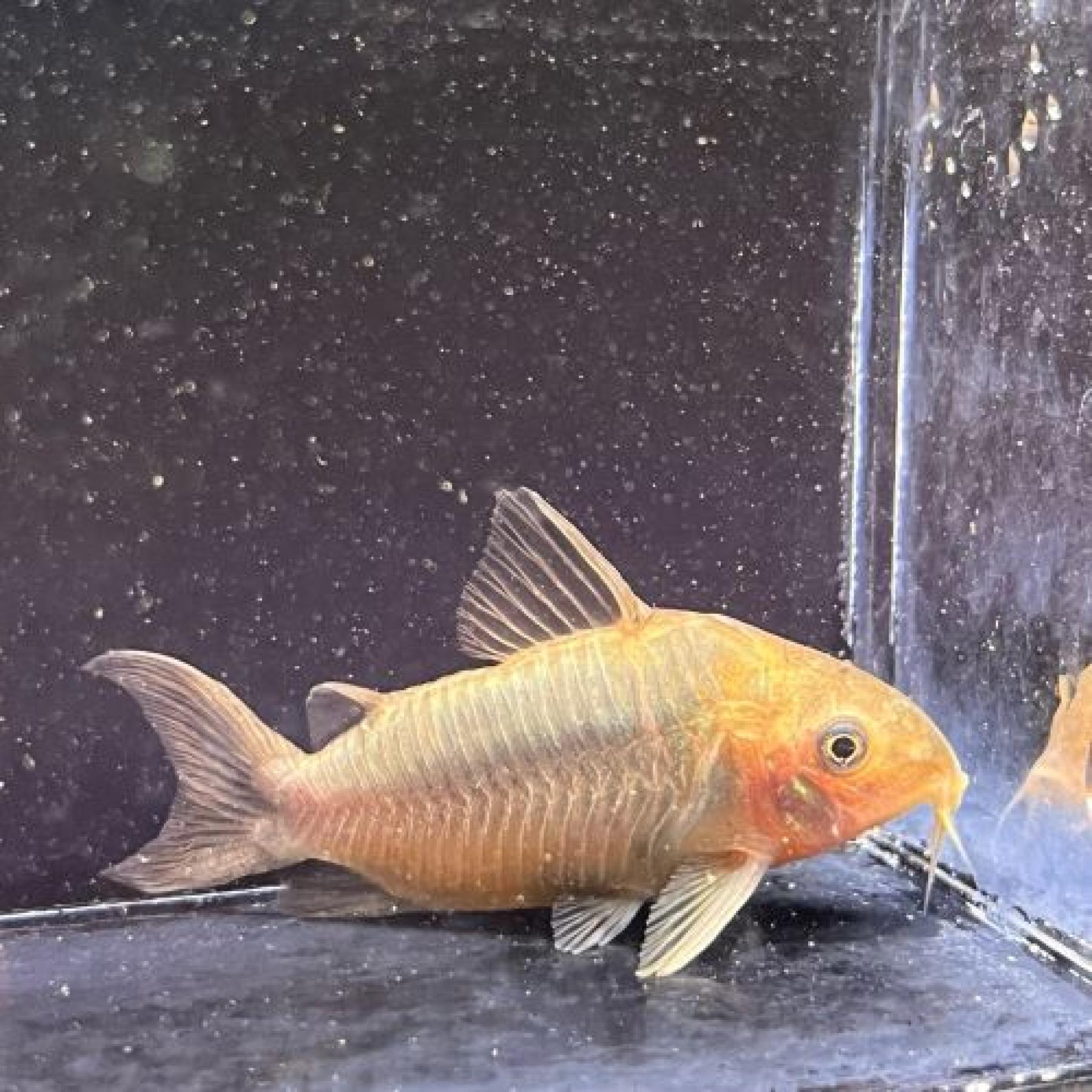 Ｃｏ，パンタナルエンシス（マットグロッソ）（Ｌ）