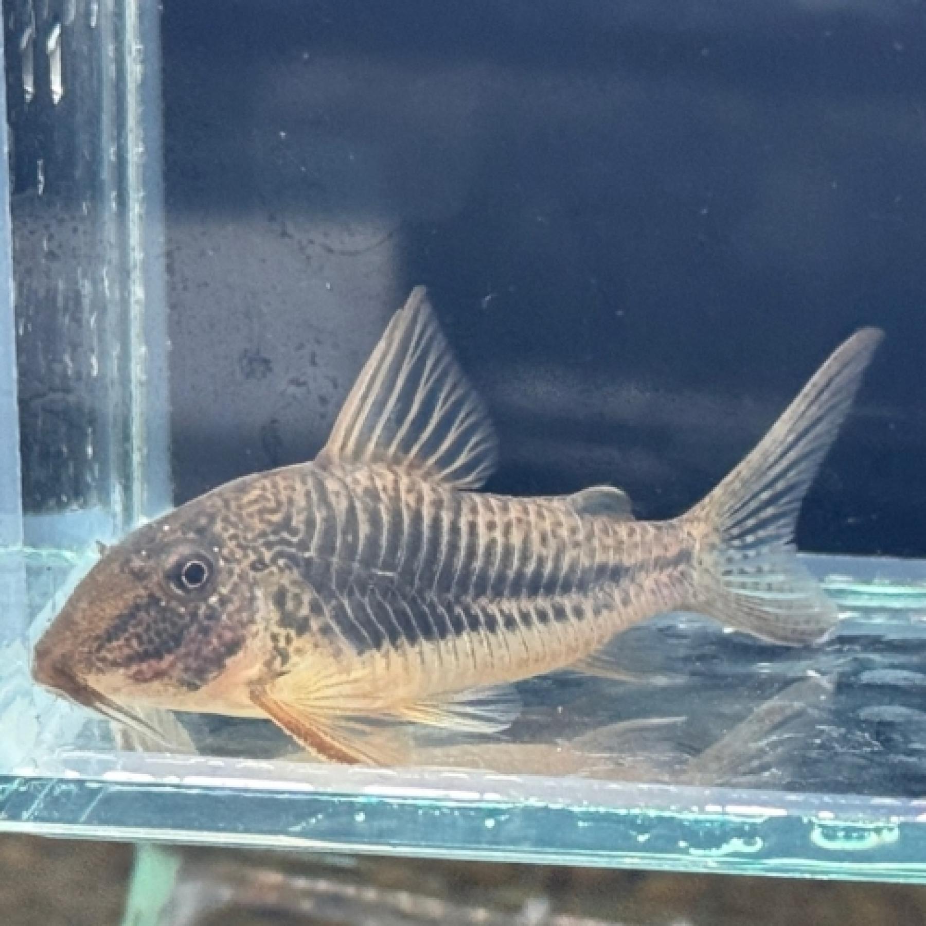 Ｃｏ，サラレンシス（ブリード）