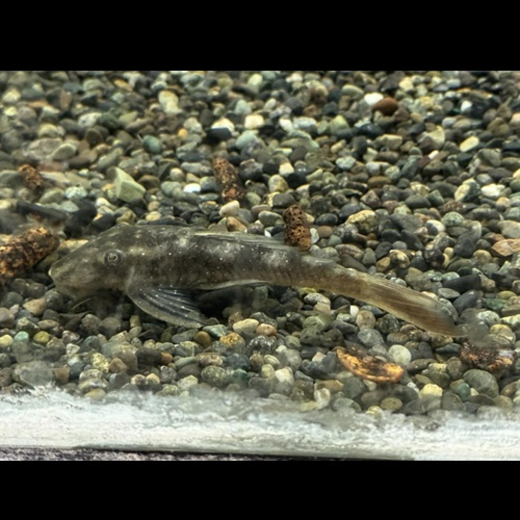 レッドテールフラットヘッドプレコ(アマパリ)