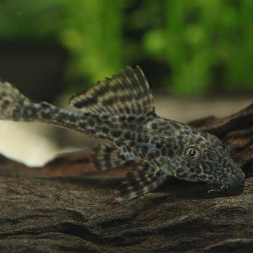 サッカープレコ