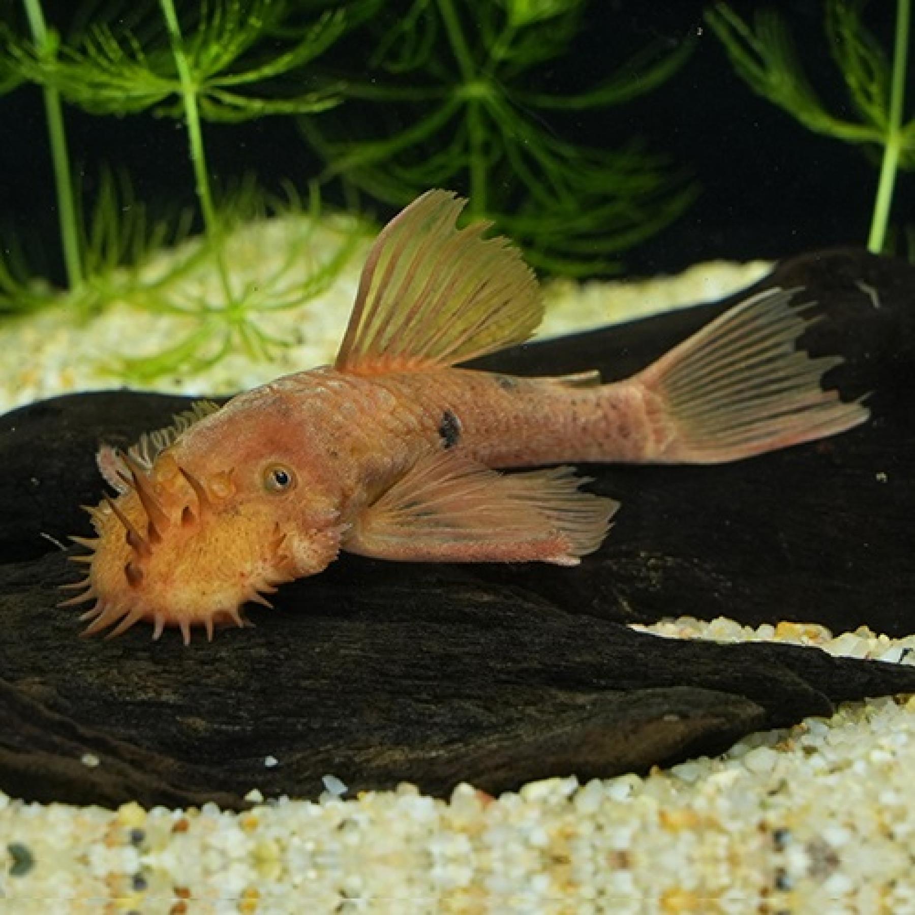 スーパーレッドブッシープレコ（ＥＵブリード）（ＭＬ）