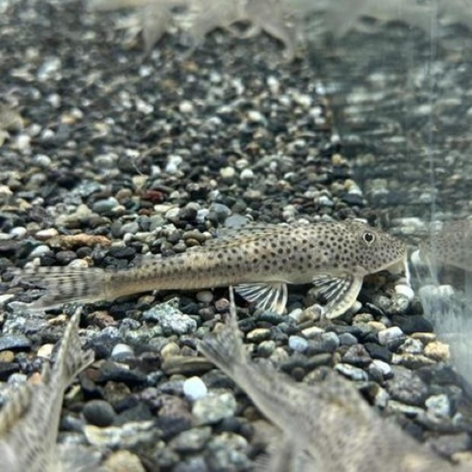 クプープレコｓｐカクエタ