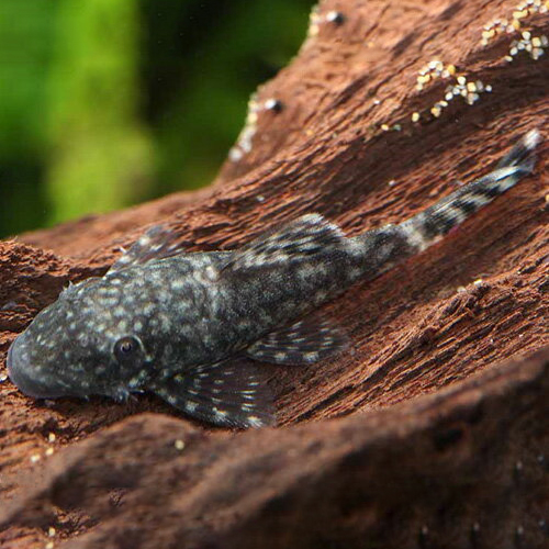 ミニブッシープレコ（ブリード）